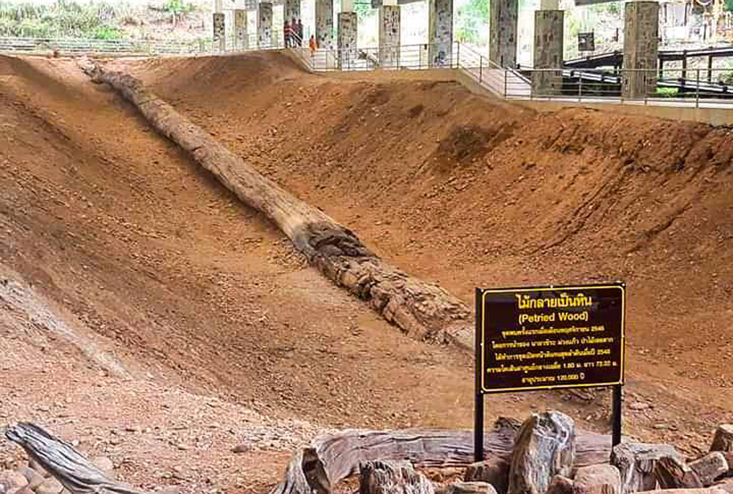 Thailand Ajukan Rekor Kayu Membatu Terpanjang di Dunia